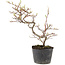 Cotoneaster microphyllus, 22 cm, ± 5 años