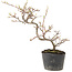 Cotoneaster microphyllus, 22 cm, ± 5 anni