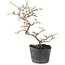 Cotoneaster microphyllus, 22 cm, ± 5 anni