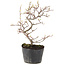 Cotoneaster microphyllus, 22 cm, ± 5 years old