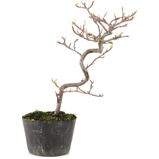 Cotoneaster microphyllus, 23 cm, ± 5 anni