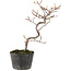 Cotoneaster microphyllus, 23 cm, ± 5 jaar oud