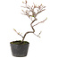 Cotoneaster microphyllus, 23 cm, ± 5 anni