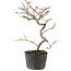 Cotoneaster microphyllus, 23 cm, ± 5 anni