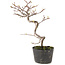 Cotoneaster microphyllus, 23 cm, ± 5 jaar oud