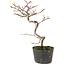 Cotoneaster microphyllus, 23 cm, ± 5 years old