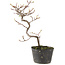 Cotoneaster microphyllus, 23 cm, ± 5 years old