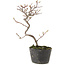 Cotoneaster microphyllus, 23 cm, ± 5 years old