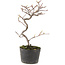 Cotoneaster microphyllus, 23 cm, ± 5 anni