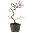 Cotoneaster microphyllus, 23 cm, ± 5 years old
