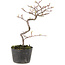 Cotoneaster microphyllus, 23 cm, ± 5 jaar oud