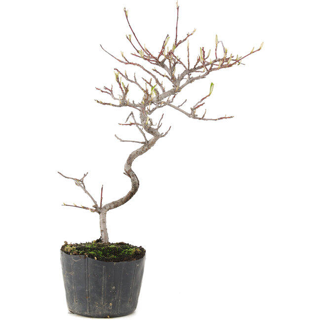 Cotoneaster microphyllus, 26 cm, ± 5 anni