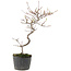 Cotoneaster microphyllus, 26 cm, ± 5 jaar oud