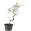 Cotoneaster microphyllus, 26 cm, ± 5 anni