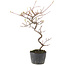 Cotoneaster microphyllus, 26 cm, ± 5 anni