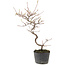 Cotoneaster microphyllus, 26 cm, ± 5 jaar oud