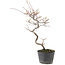 Cotoneaster microphyllus, 26 cm, ± 5 years old