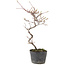 Cotoneaster microphyllus, 26 cm, ± 5 anni