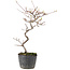 Cotoneaster microphyllus, 26 cm, ± 5 anni