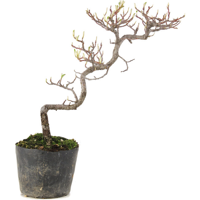 Cotoneaster microphyllus, 26 cm, ± 5 anni