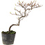 Cotoneaster microphyllus, 26 cm, ± 5 anni