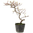 Cotoneaster microphyllus, 26 cm, ± 5 anni