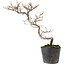 Cotoneaster microphyllus, 26 cm, ± 5 anni