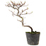 Cotoneaster microphyllus, 26 cm, ± 5 years old