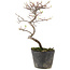 Cotoneaster microphyllus, 26 cm, ± 5 jaar oud