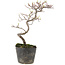 Cotoneaster microphyllus, 26 cm, ± 5 years old