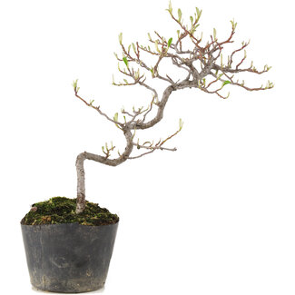 Cotoneaster microphyllus, 22 cm, ± 5 anni