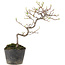 Cotoneaster microphyllus, 22 cm, ± 5 jaar oud