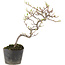 Cotoneaster microphyllus, 22 cm, ± 5 anni