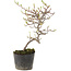 Cotoneaster microphyllus, 22 cm, ± 5 anni