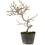 Cotoneaster microphyllus, 22 cm, ± 5 jaar oud