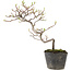 Cotoneaster microphyllus, 22 cm, ± 5 years old