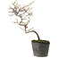 Cotoneaster microphyllus, 22 cm, ± 5 years old