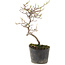 Cotoneaster microphyllus, 22 cm, ± 5 anni