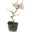 Cotoneaster microphyllus, 22 cm, ± 5 jaar oud