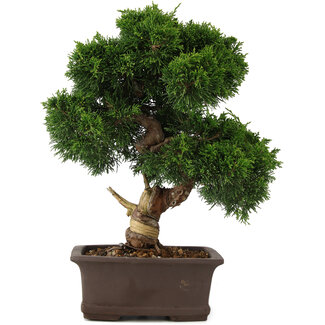 Juniperus chinensis Itoigawa, 34 cm, ± 15 jaar oud