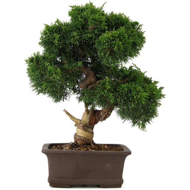 Juniperus chinensis Itoigawa, 34 cm, ± 15 años