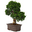 Juniperus chinensis Itoigawa, 34 cm, ± 15 years old