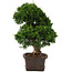 Juniperus chinensis Itoigawa, 34 cm, ± 15 años