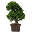 Juniperus chinensis Itoigawa, 34 cm, ± 15 years old