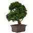 Juniperus chinensis Itoigawa, 34 cm, ± 15 jaar oud