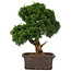 Juniperus chinensis Itoigawa, 34 cm, ± 15 years old