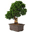 Juniperus chinensis Itoigawa, 34 cm, ± 15 years old