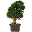 Juniperus chinensis Itoigawa, 34 cm, ± 15 años