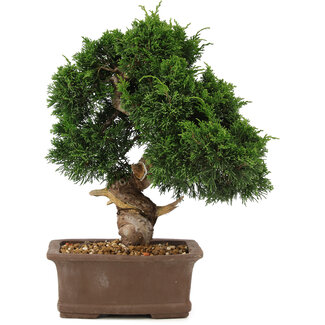 Juniperus chinensis Itoigawa, 32 cm, ± 15 ans