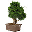 Juniperus chinensis Itoigawa, 32 cm, ± 15 años